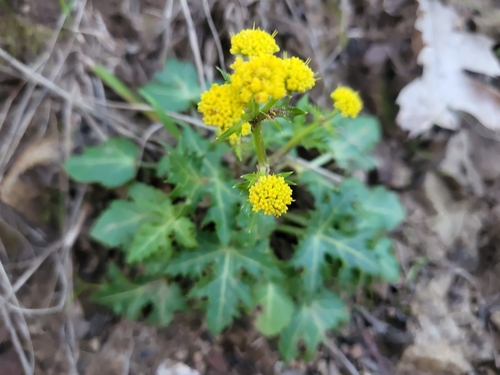 Image of Sanicula laciniata by (c) Peter Brastow, some rights reserved (CC BY)