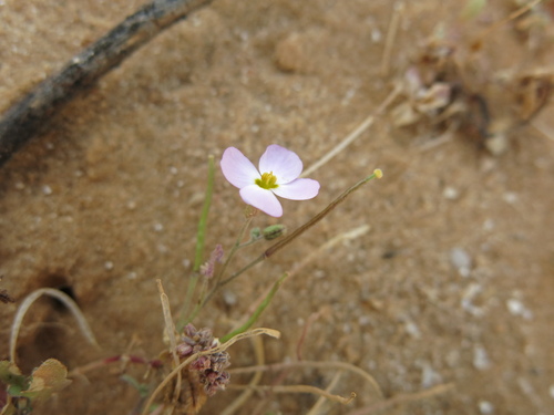 Image of Maresia pulchella by (c) Nachman bones, some rights reserved (CC BY)