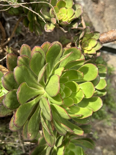 Aeonium ciliatum