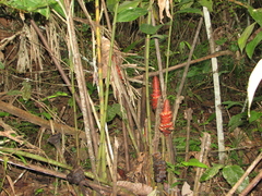 Costus erythrocoryne