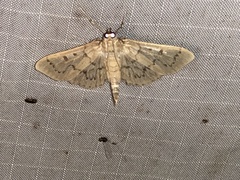 Herpetogramma theseusalis