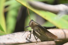 Schistocerca rubiginosa