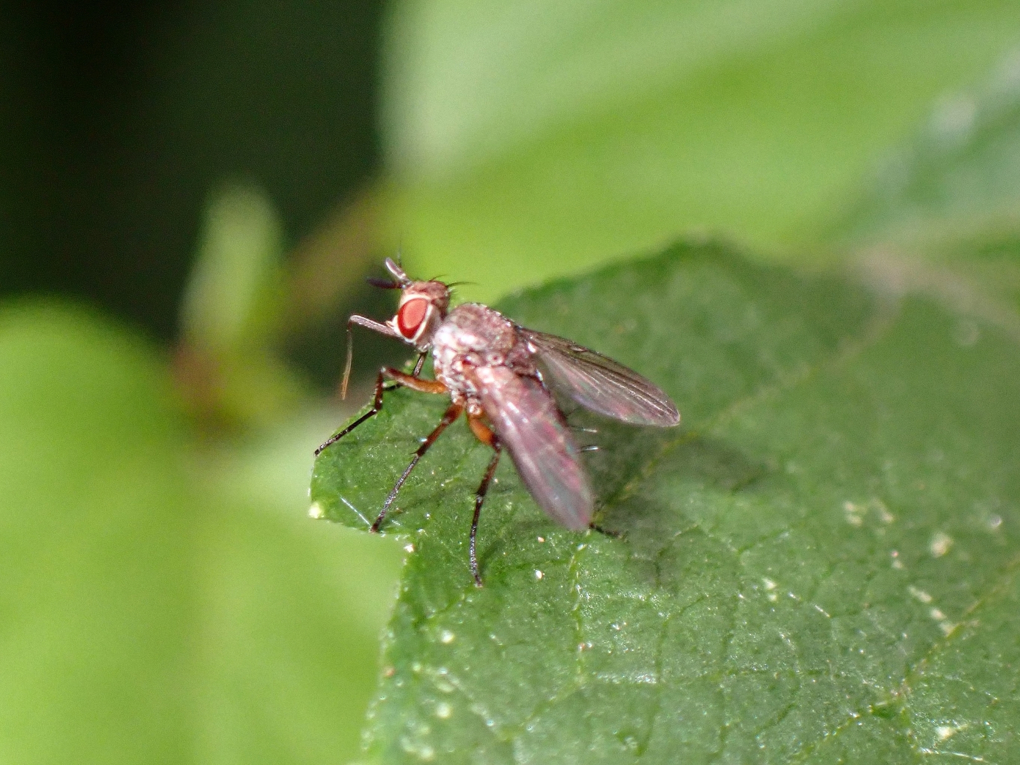 Siphona seyrigi