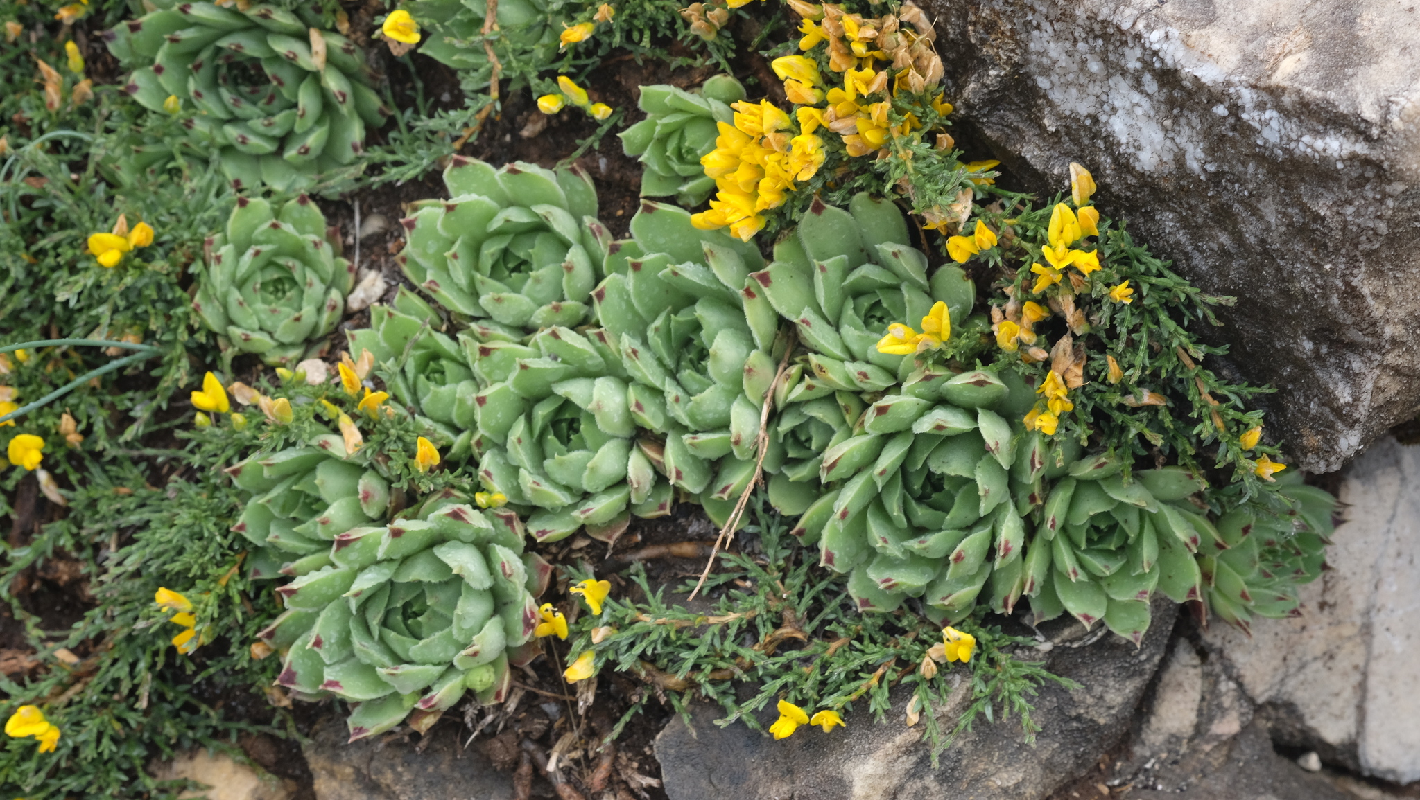 Sempervivum calcareum 'Greenii' 2