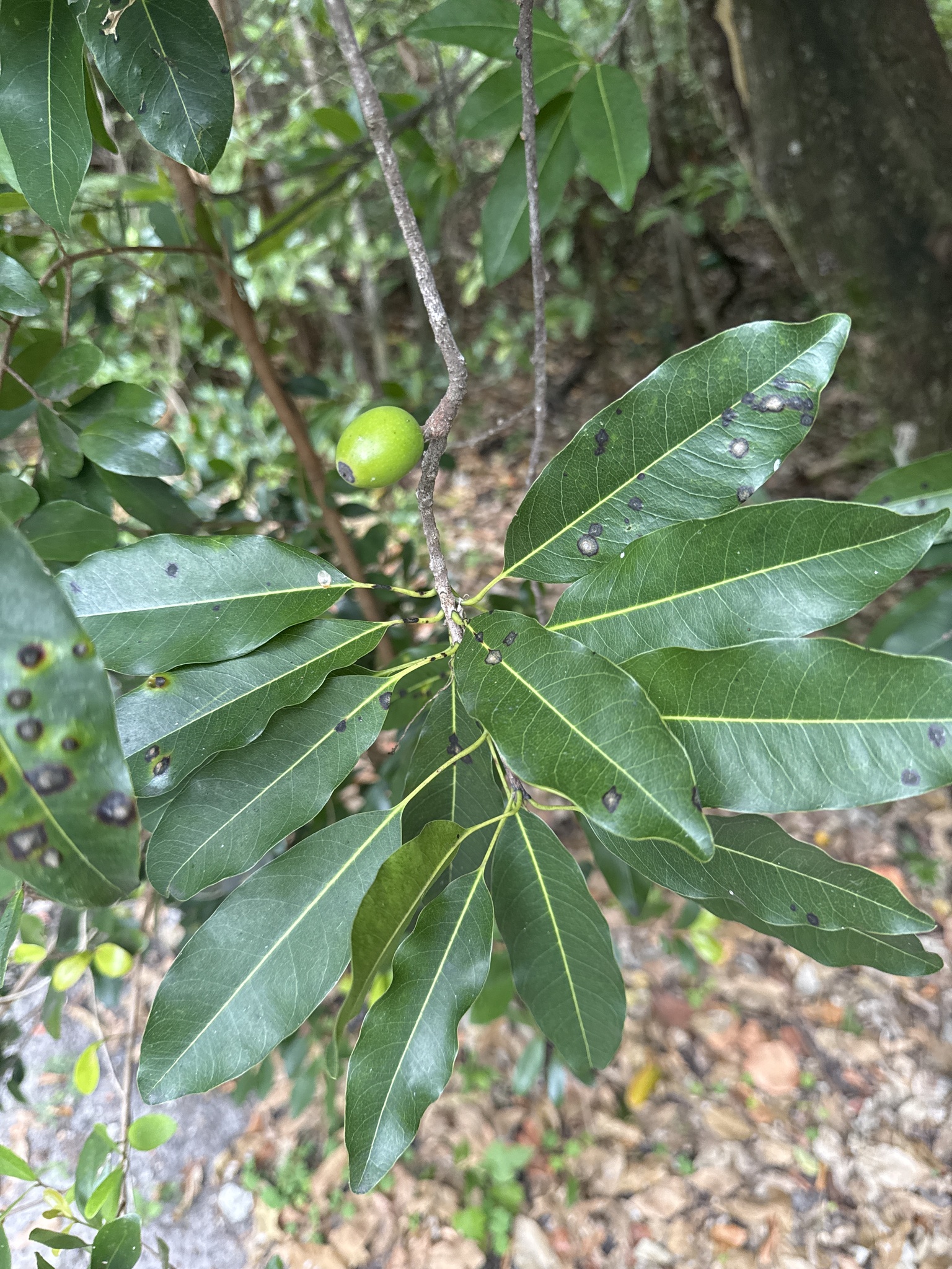 Imagem de Marmelinho-do-mato