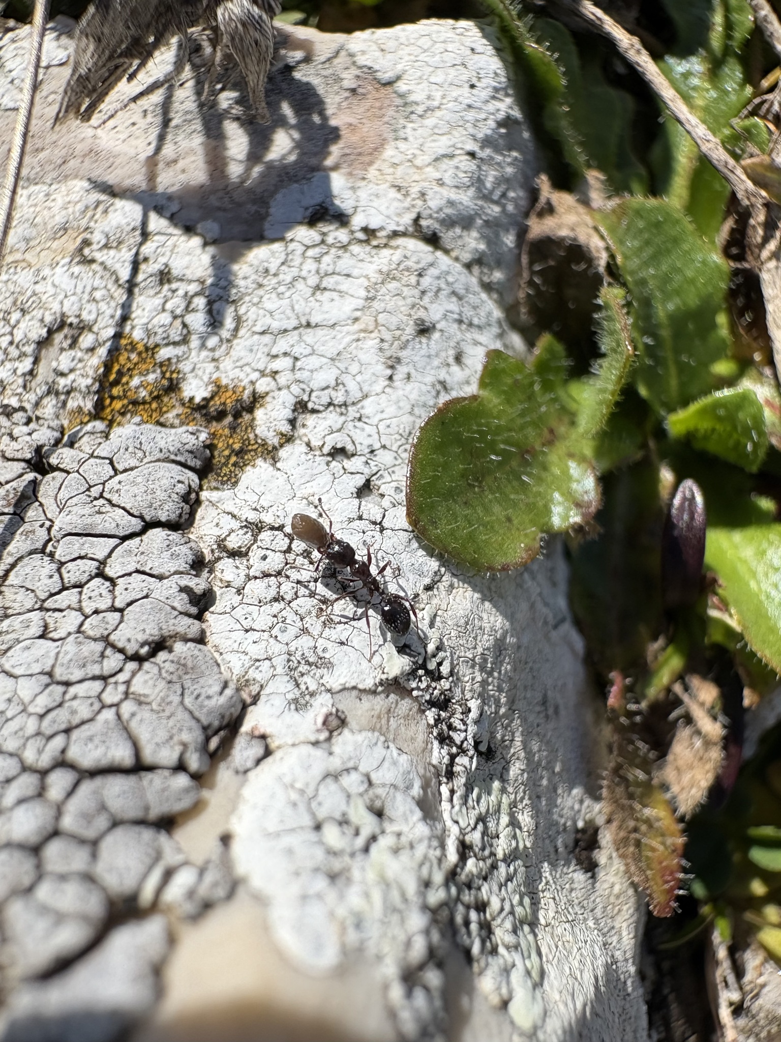Temnothorax schaufussi