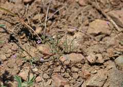 Navarretia linearifolia linearifolia