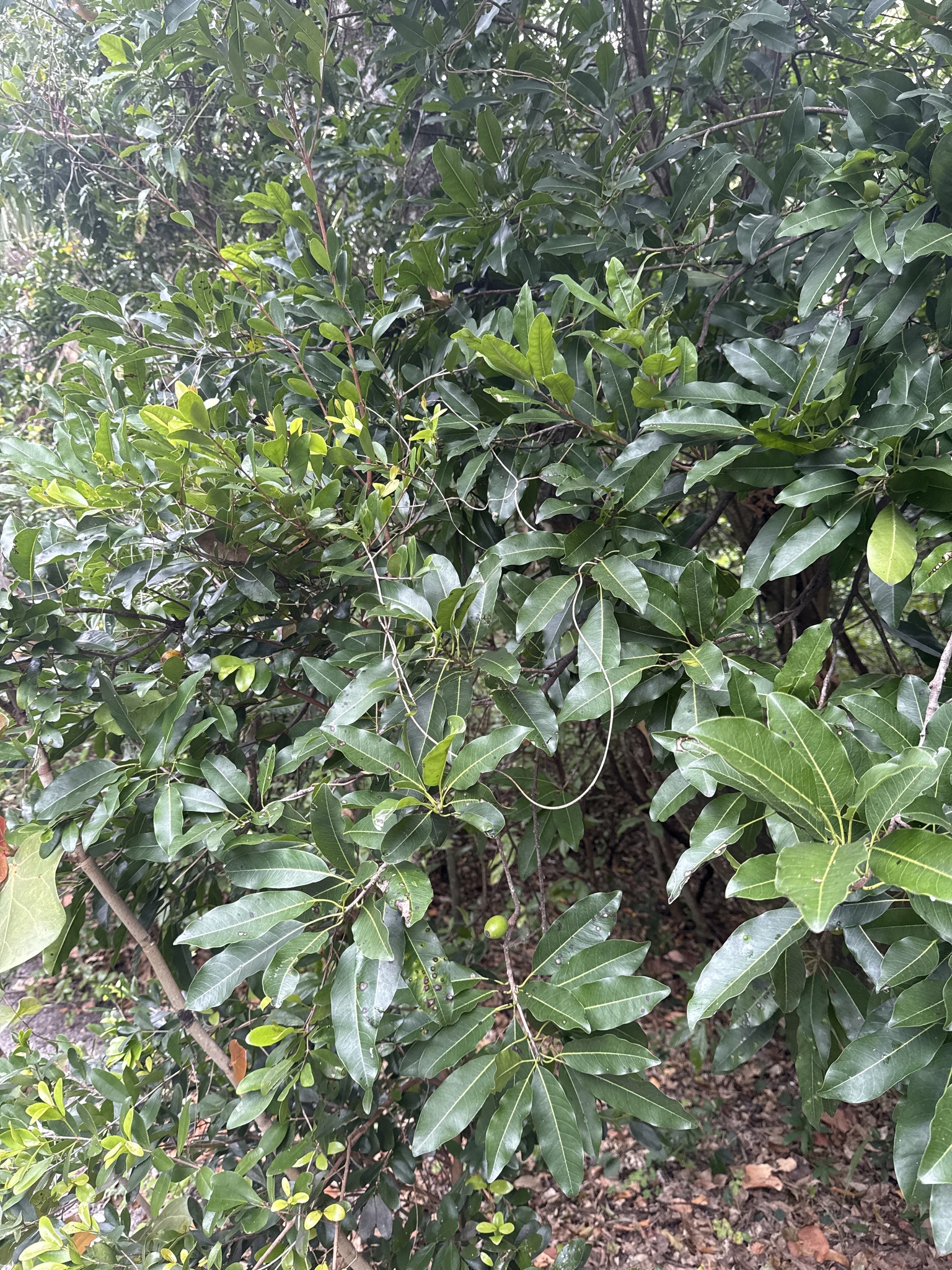 Imagem de Marmelinho-do-mato