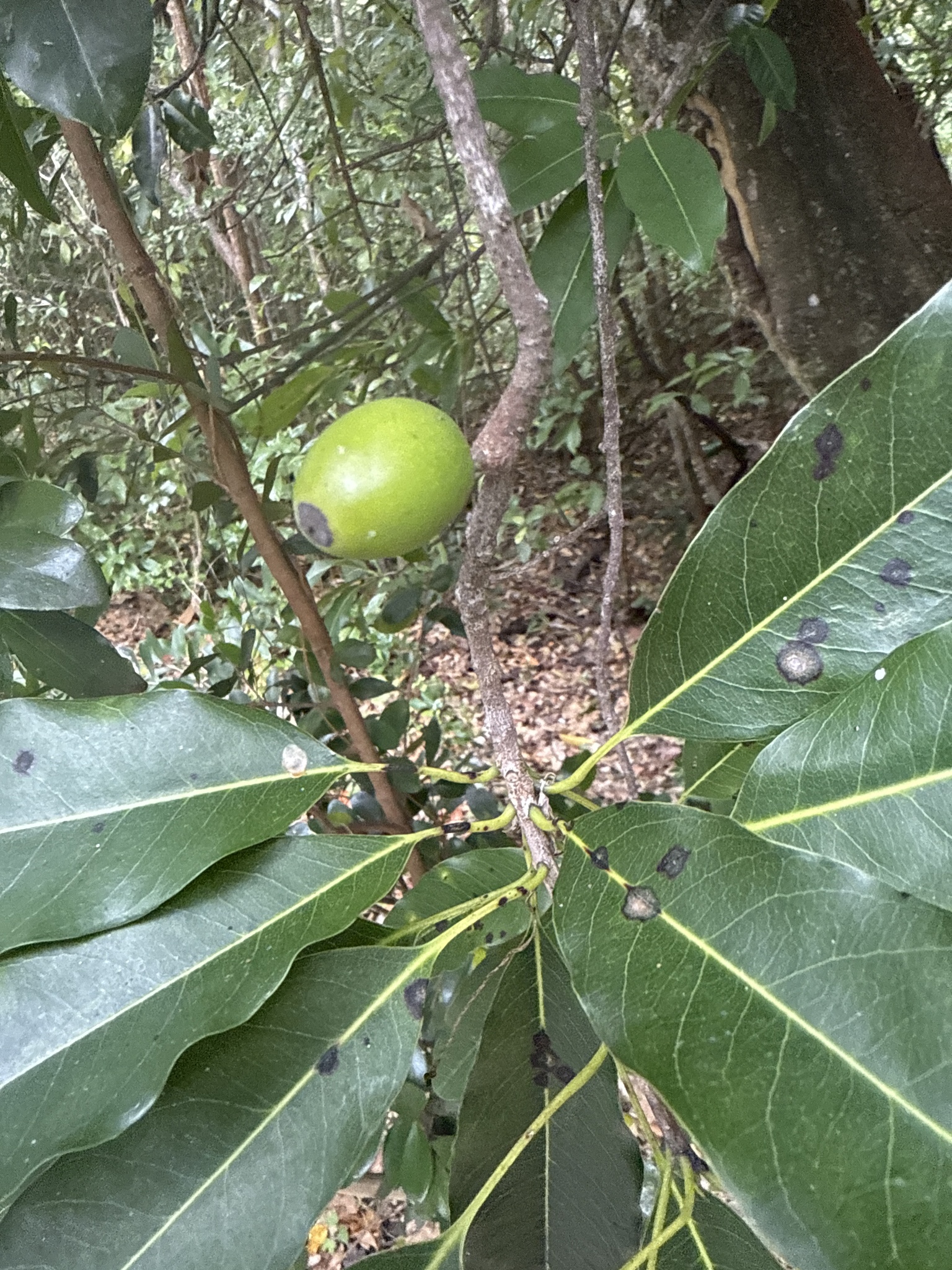 Imagem de Marmelinho-do-mato