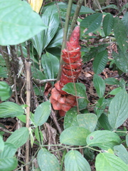 Costus erythrocoryne