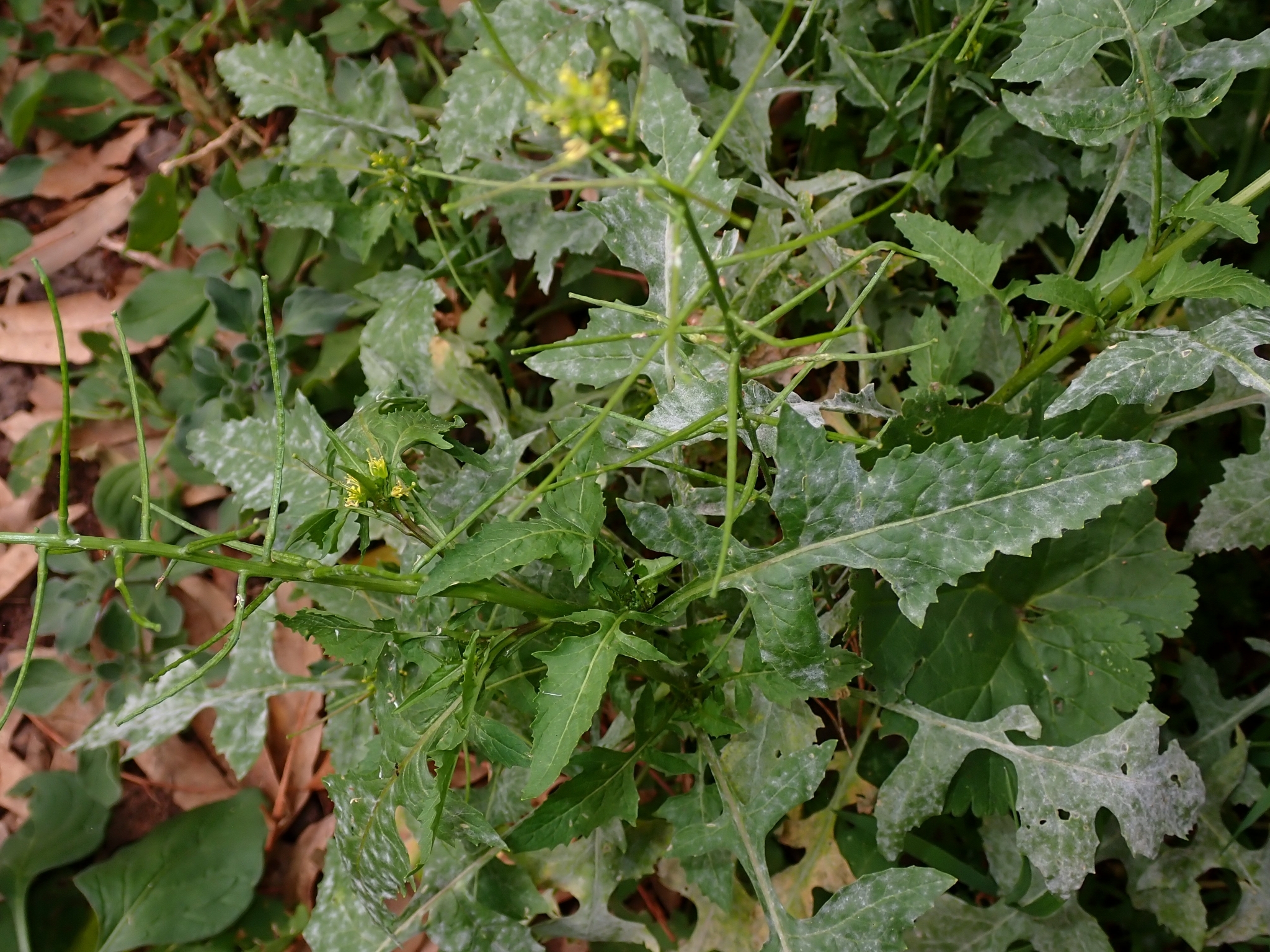 Erysiphe cruciferarum