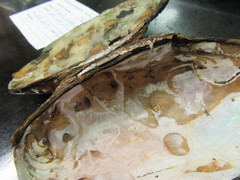 Utterbackiana implicata