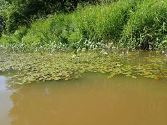 Potamogeton amplifolius
