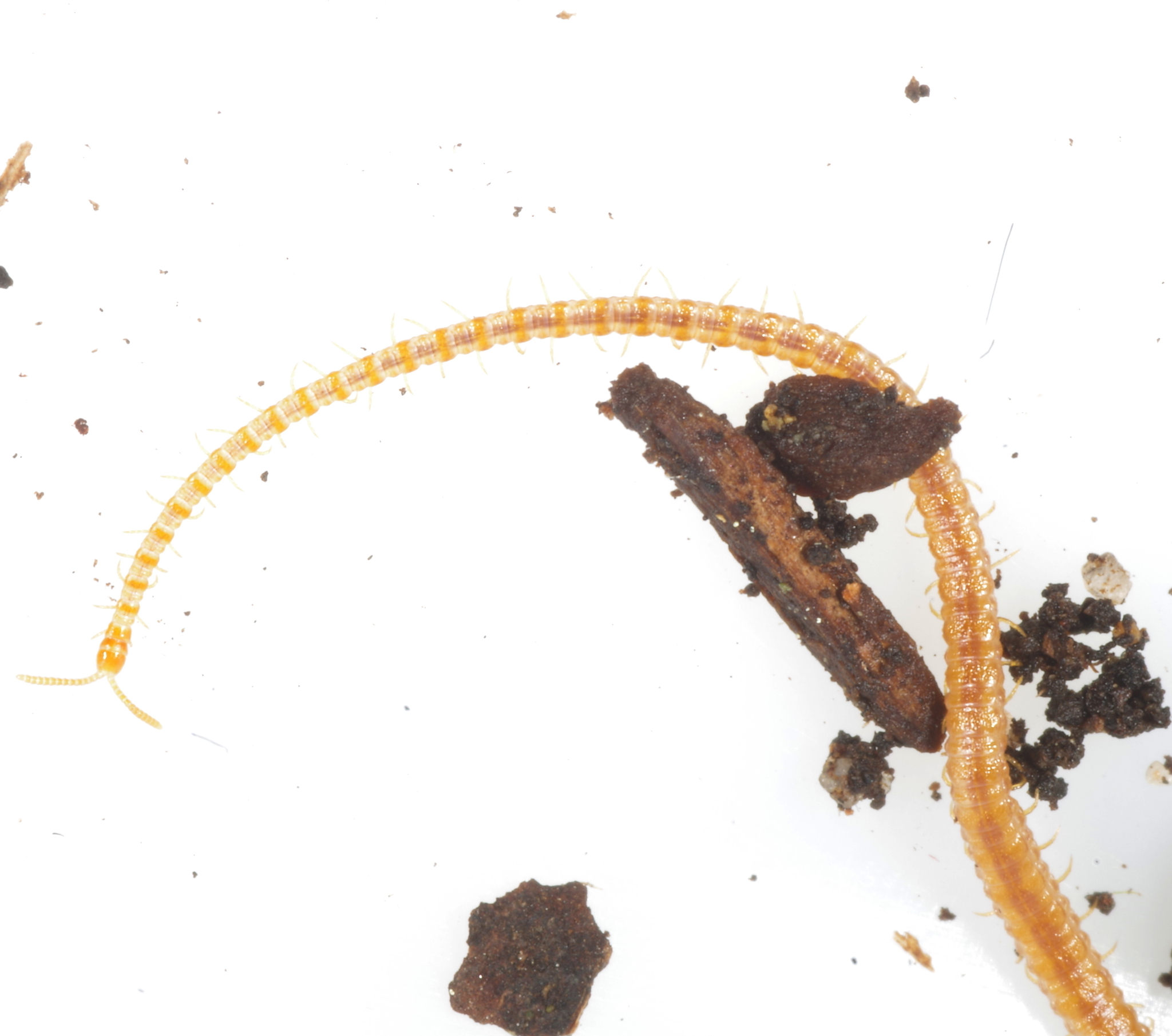 Dignathodon microcephalus Lucas, 1846