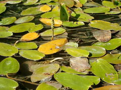 Potamogeton amplifolius