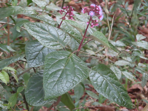 Foto de Veludo-roxo