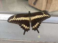 Heraclides ornythion