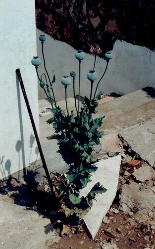 Papaver somniferum