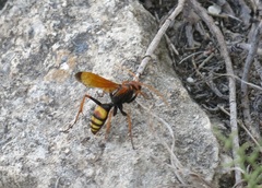 Cryptocheilus annulatus