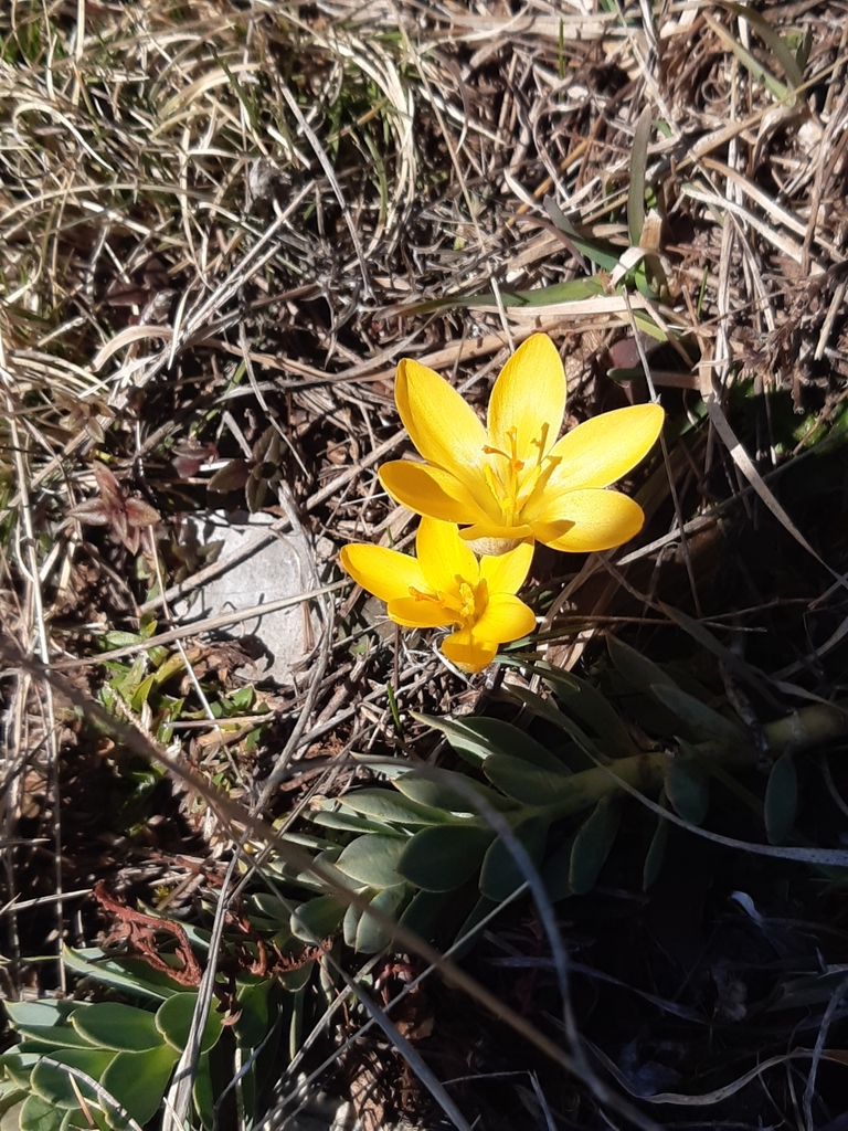 Crocus chrysanthus, Zagori, Albanien