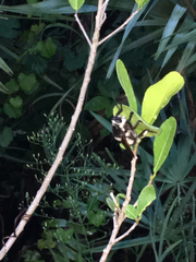 Mallophora bomboides