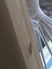 Agriphila latistria