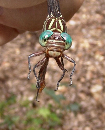 Russet-tipped Clubtail photographed in Arkansas