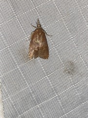 Cenopis diluticostana