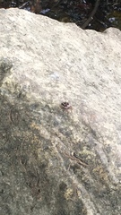 Perillus circumcinctus