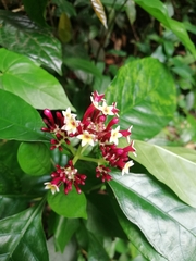 Chassalia curviflora