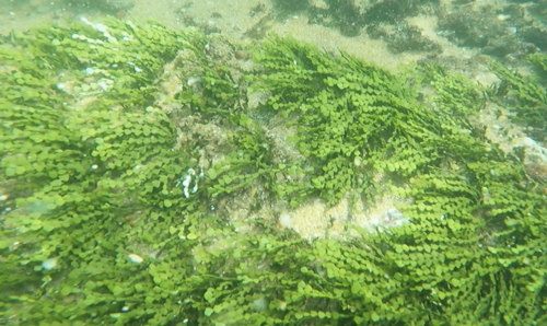 Halimeda gracilis observed 2025-01-21