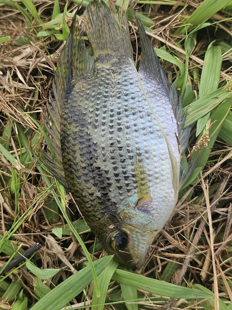 Flag cichlid