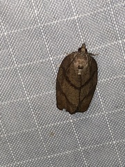 Argyrotaenia juglandana