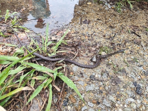 Annam Keelback