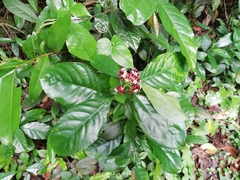 Chassalia curviflora