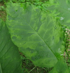 Pokeweed mosaic virus
