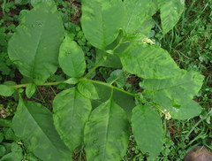 Pokeweed mosaic virus