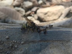 Monomorium ergatogyna