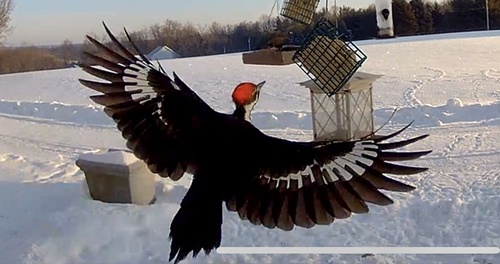 Pileated Woodpecker photographed in Ohio