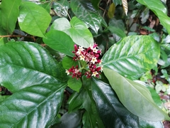 Chassalia curviflora