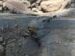 Monomorium ergatogyna