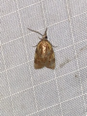 Cenopis diluticostana