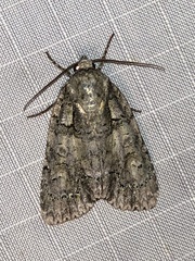 Acronicta increta