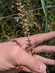 Aletris farinosa