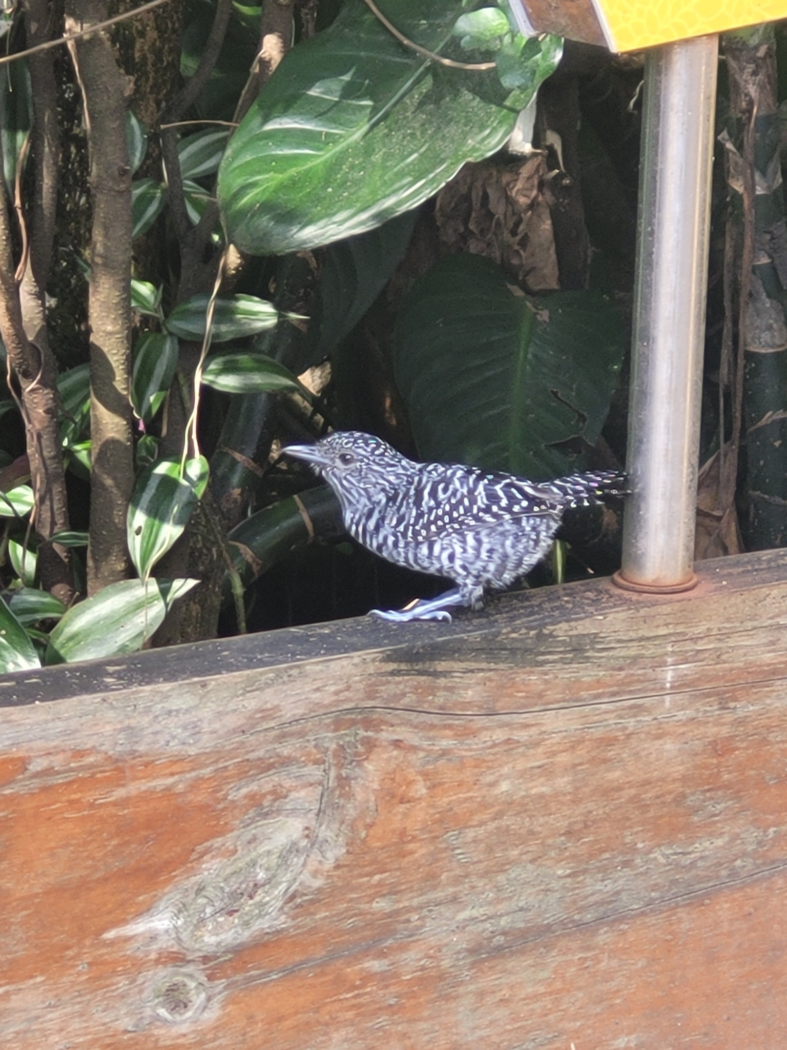 Bar-crested Antshrike illustration