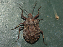 Brochymena affinis