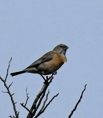 Patagonian Sierra-Finch (Phrygilus patagonicus)