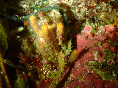 Steginoporella observed 2025-02-21