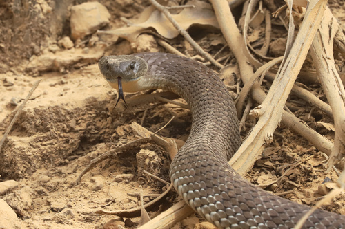 Tiger Snake sighting