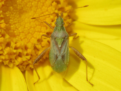 Harmostes reflexulus